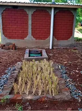 Complete Vetiver Green Latrine pilot installation