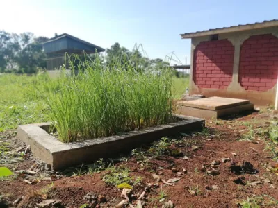 Established vetiver treatment bed beside a latrine