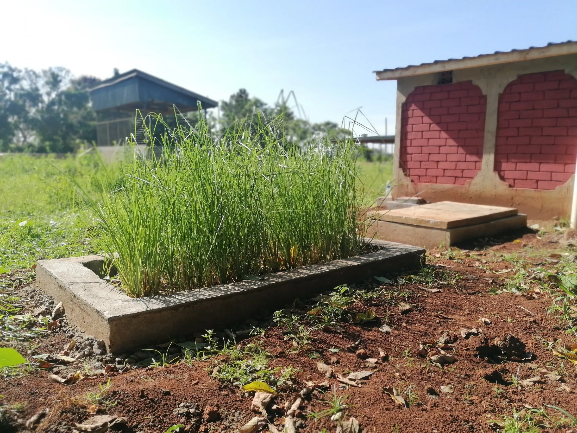 Vetiver grass used in the green latrine treatment system